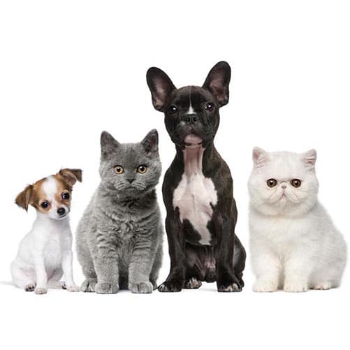 Veterinary